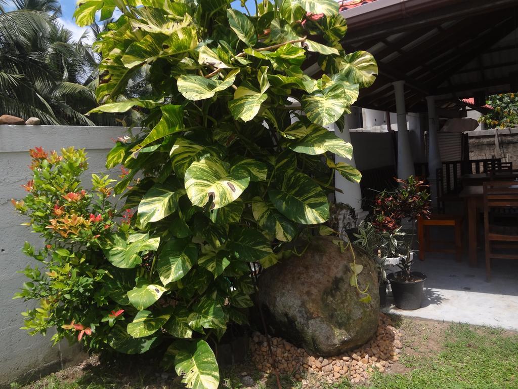 Bed and Breakfast Ceylon Surf Guest And Restaurant Weligama Exterior foto